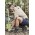 Mens Lightweight Outdoor Short - ZS180 - Navy