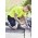 Mens Streetworx Board Short - ZS240 - Navy